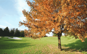 The Rhythm of Golf